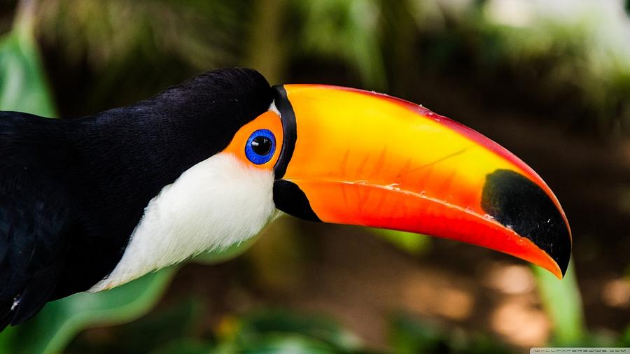 Toucan Digital Art - Toco toucan by Maye Loeser