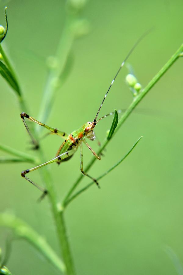 Insects Photograph - Todays Art 1726 by Lawrence Hess