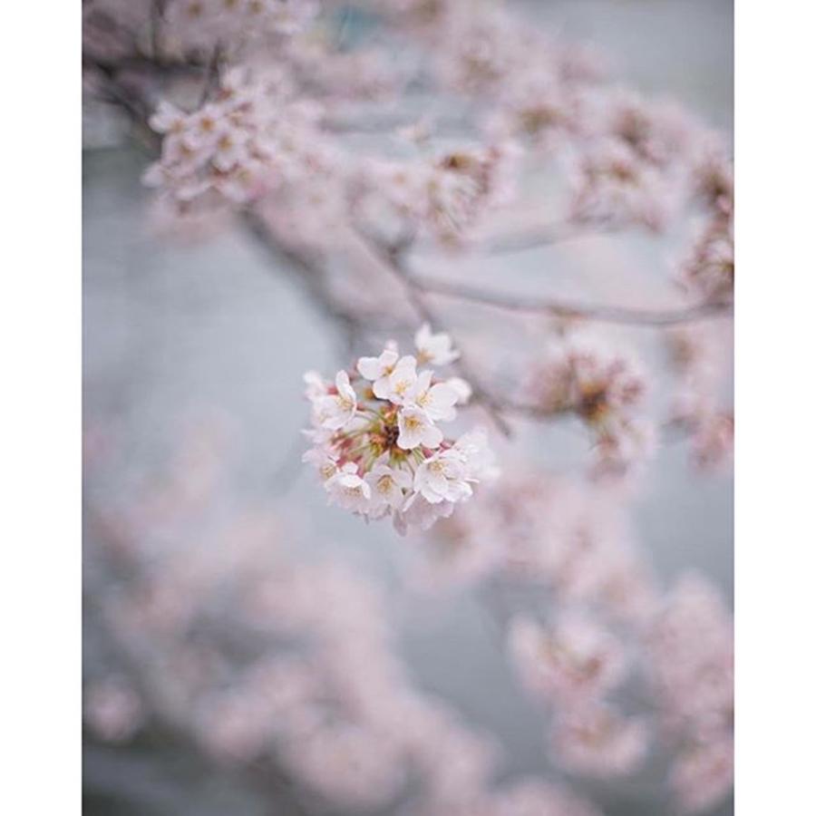 Spring Photograph - Todays Cherry Blossoms
#l4l #love by Yuka Uemura