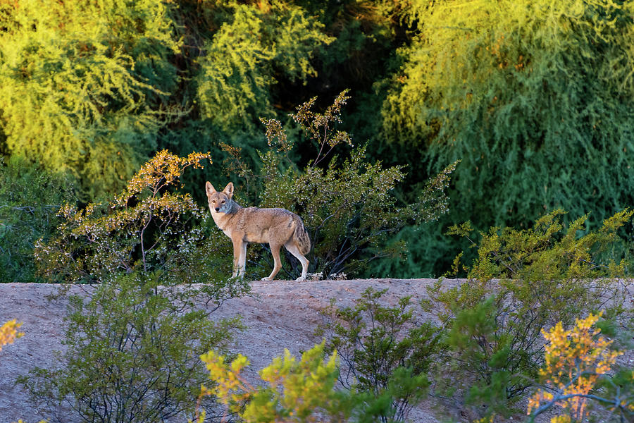 Todays Coyote Photograph by Douglas Killourie