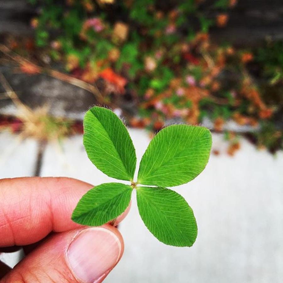 Green Photograph - Todays Find. #fourleafclover #lucky by Ginger Oppenheimer