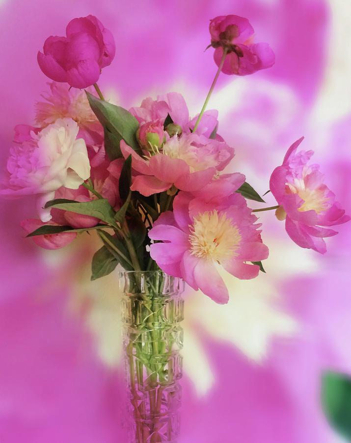 Todays Peonies  Photograph by Jacklyn Duryea Fraizer