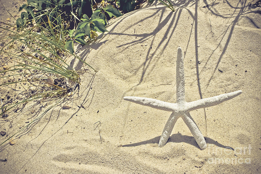 Toes in the Sand - Starfish Photograph by Colleen Kammerer