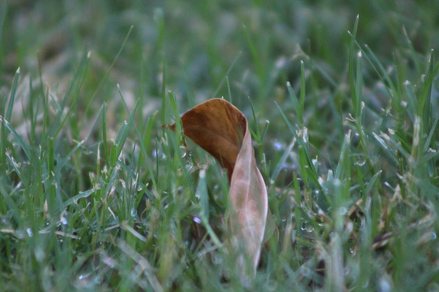 Toffee Brown Leaf in Hunter Green Grass Photograph by Colleen Cornelius