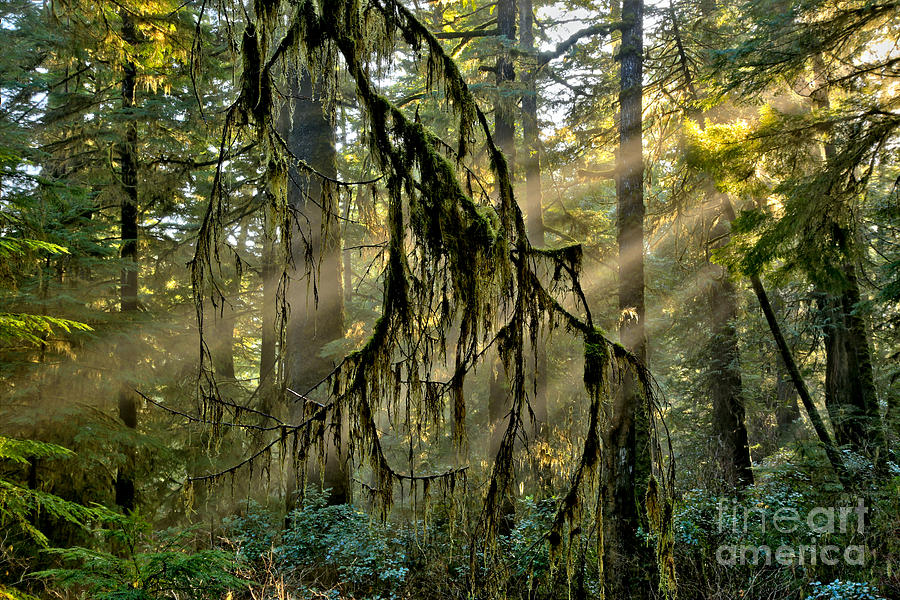 Tofino Rainforest Rays Photograph by Adam Jewell