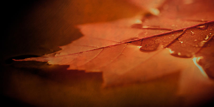 Fall Photograph - Together at last.  by Maggie Terlecki