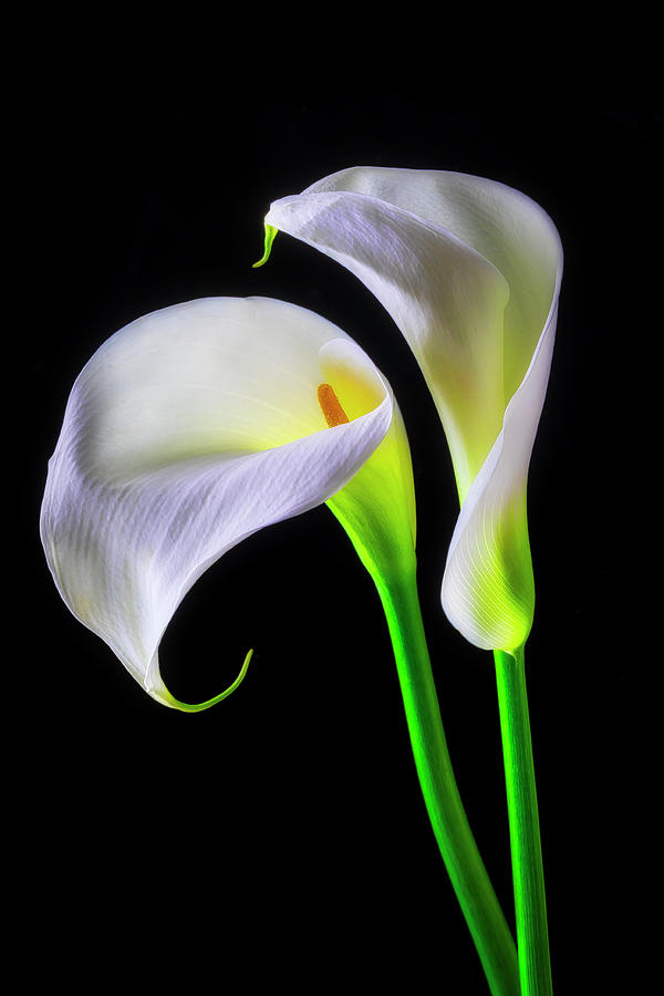 Together Calla Lilies Photograph by Garry Gay