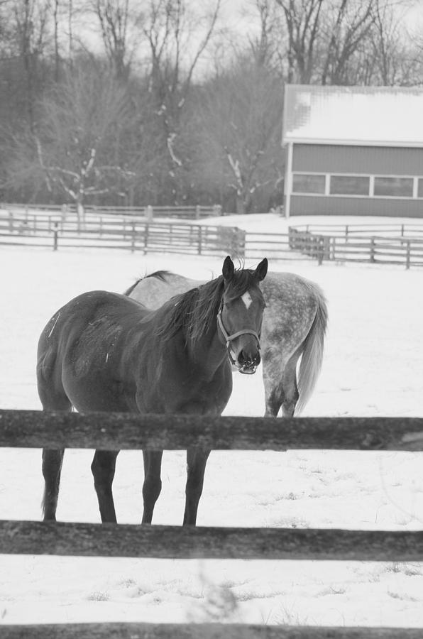 Together Photograph by Greg Hayhoe | Fine Art America