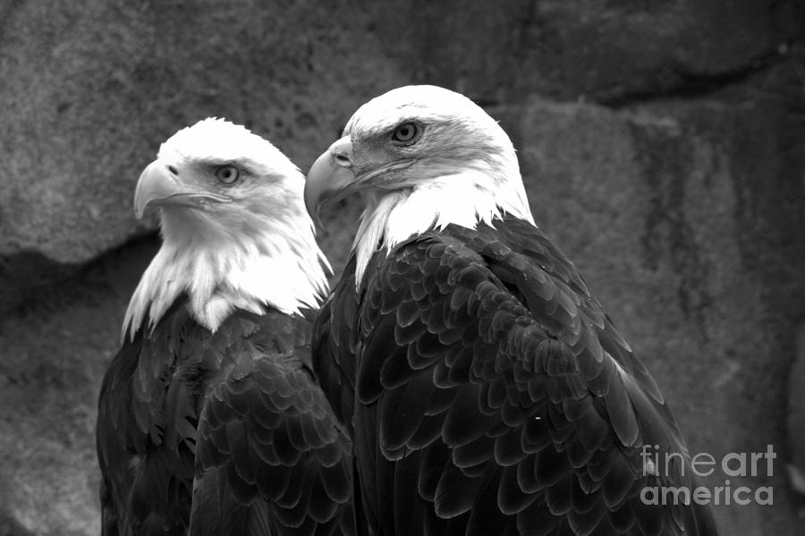 Together In Montana Black And White Photograph by Adam Jewell