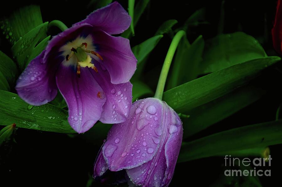 Together In The Rain Photograph by Diana Mary Sharpton