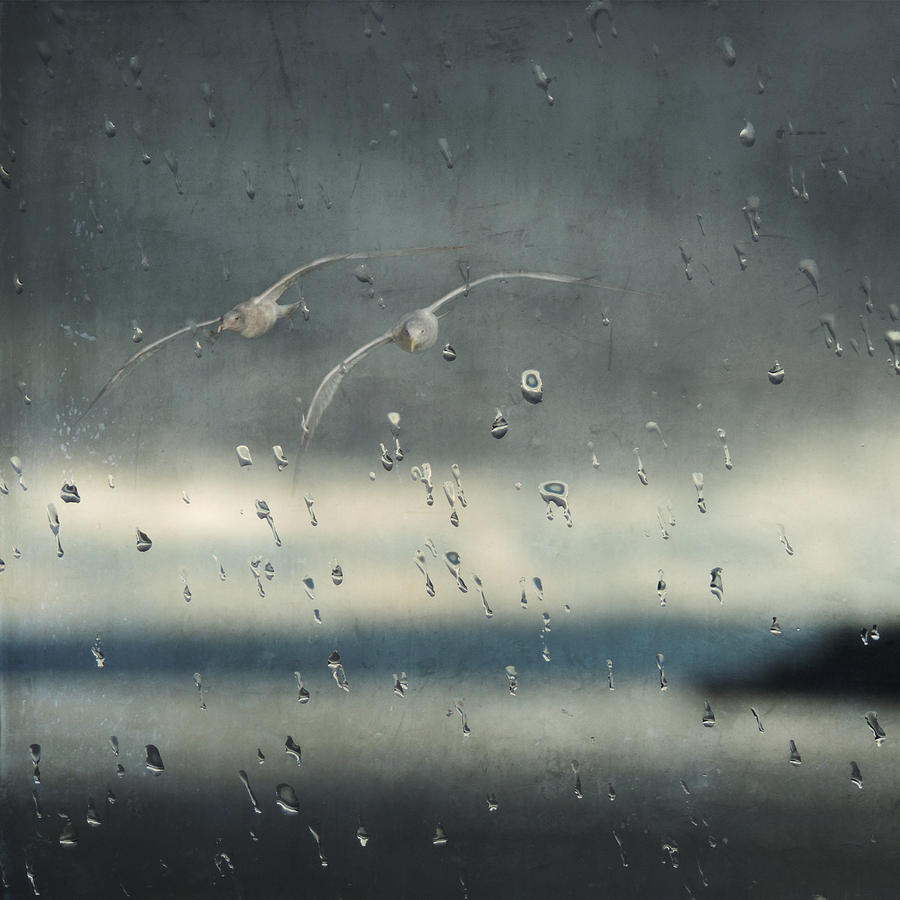 Seagull Photograph - Together in the Rain by Sally Banfill