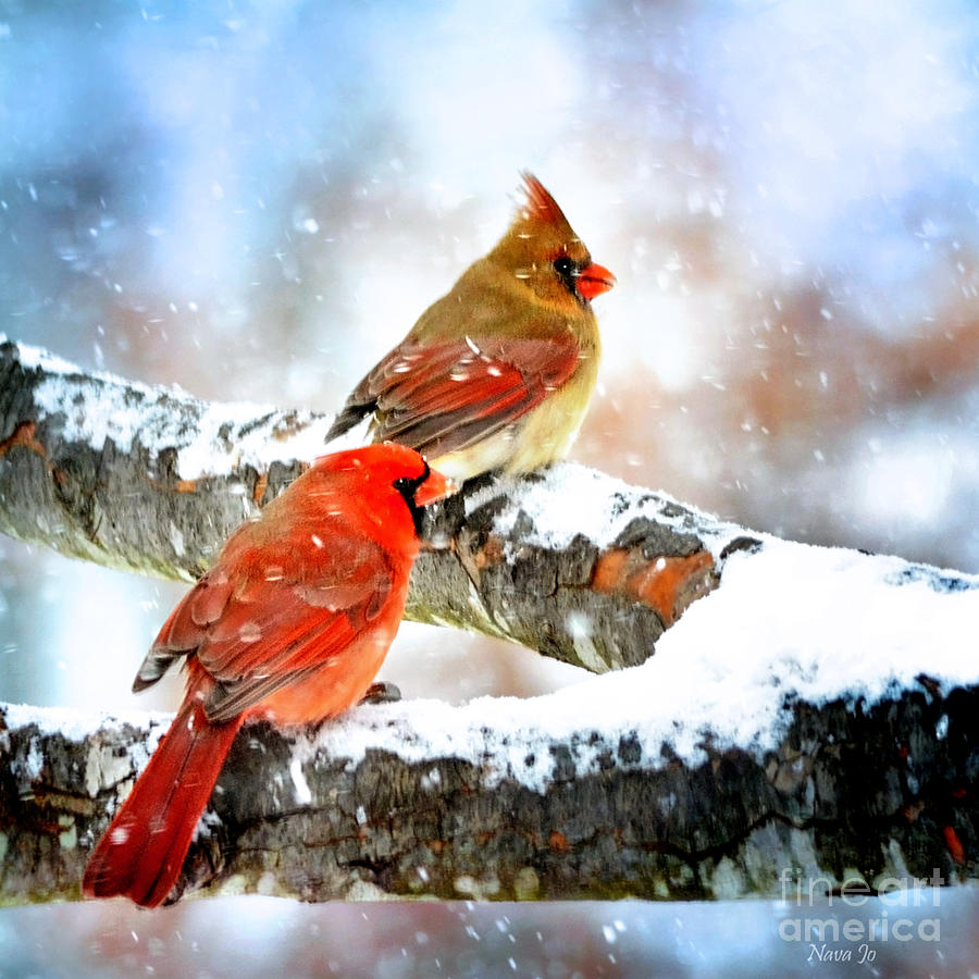 Nature Photograph - Together In The Snow by Nava Thompson