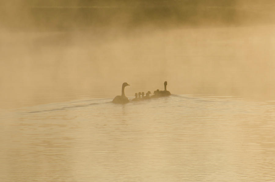 Duck Photograph - Togetherness by Bill Cannon