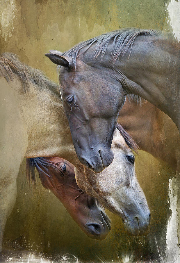 Horse Photograph - Togetherness by Ryan Courson