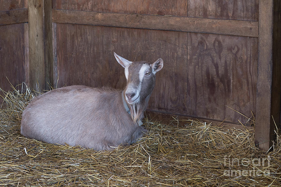 Goat Photograph - Toggenburg Goat by Ann Horn