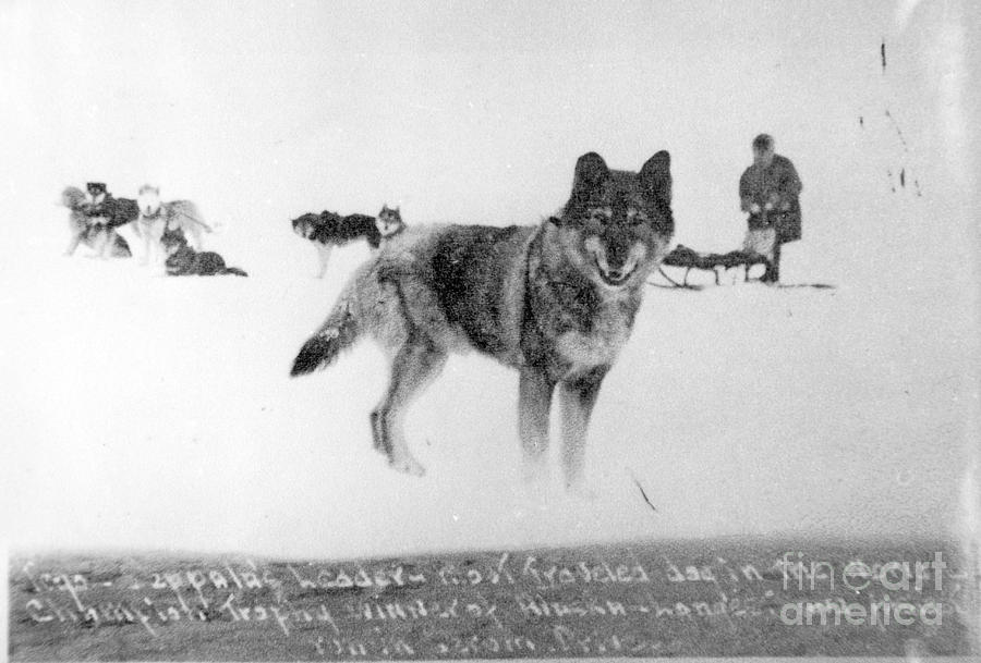 Togo The Sled Dog Photograph by Carrie McLain Museum