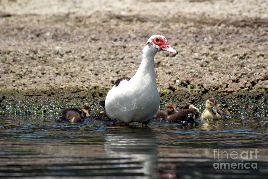 Toho Duck Family Photograph by Jack Norton