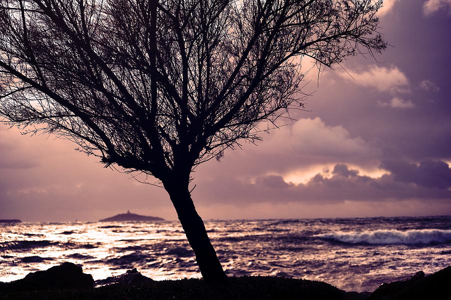Sunset Photograph - Toi, mon arbre by Valerie Dauce