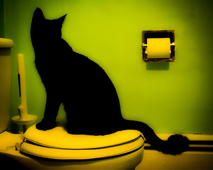 Animal Photograph - Toilet Cat by Heather Pugh And Nathan Farra