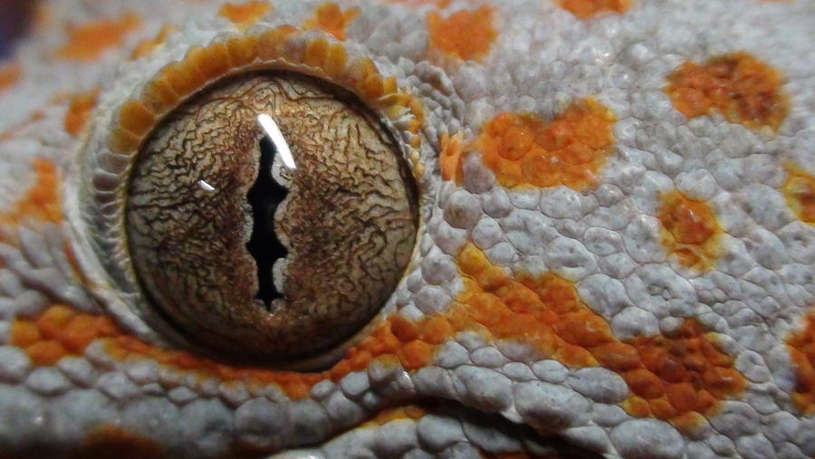 Reptile Photograph - Tokay Gecko Eye by Paulina Goff