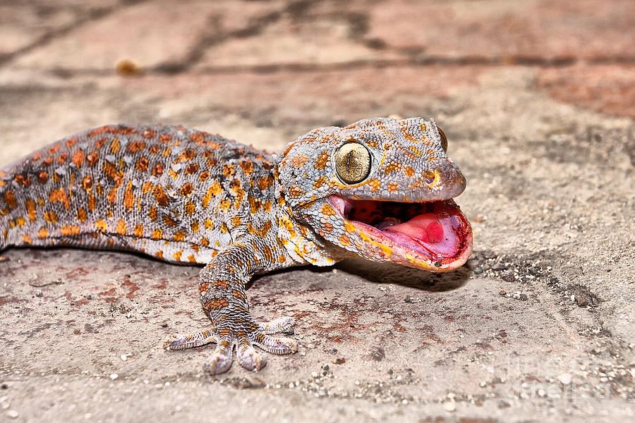 Tokay gecko Photograph by Joerg Lingnau