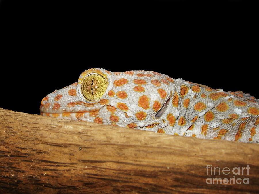Jungle Photograph - Tokay Gecko by Michelle Meenawong