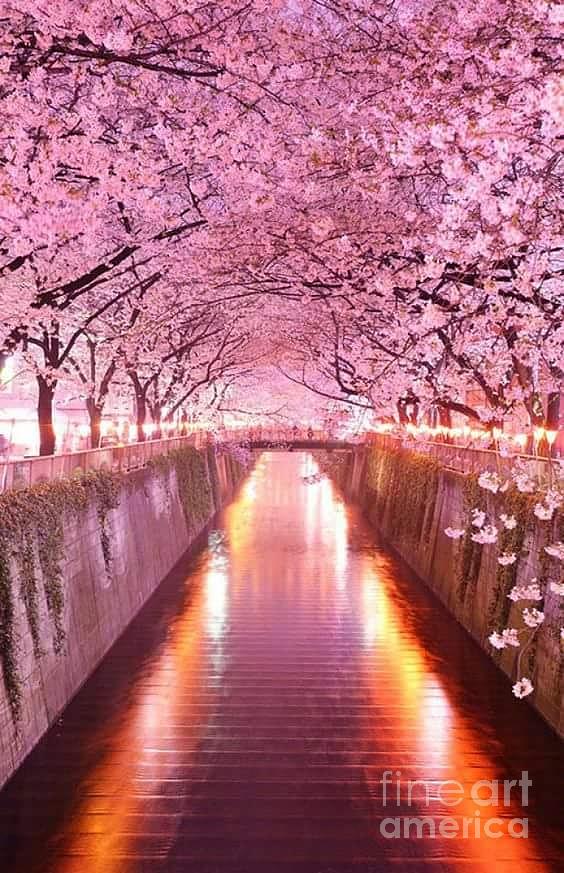 Tokyo River Photograph by Vanessa Bush - Fine Art America