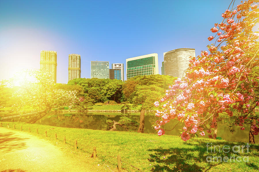 Tokyo sakura spring Photograph by Benny Marty