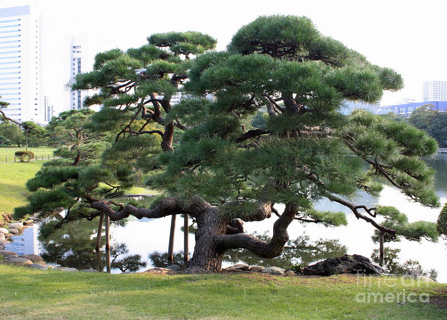 Tokyo Tree Photograph by Carol Groenen