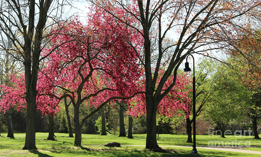 Toledo Botanical Gardens 0577 Photograph by Jack Schultz