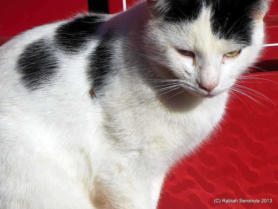 Tom Barn Cat  Photograph by Rabiah Seminole