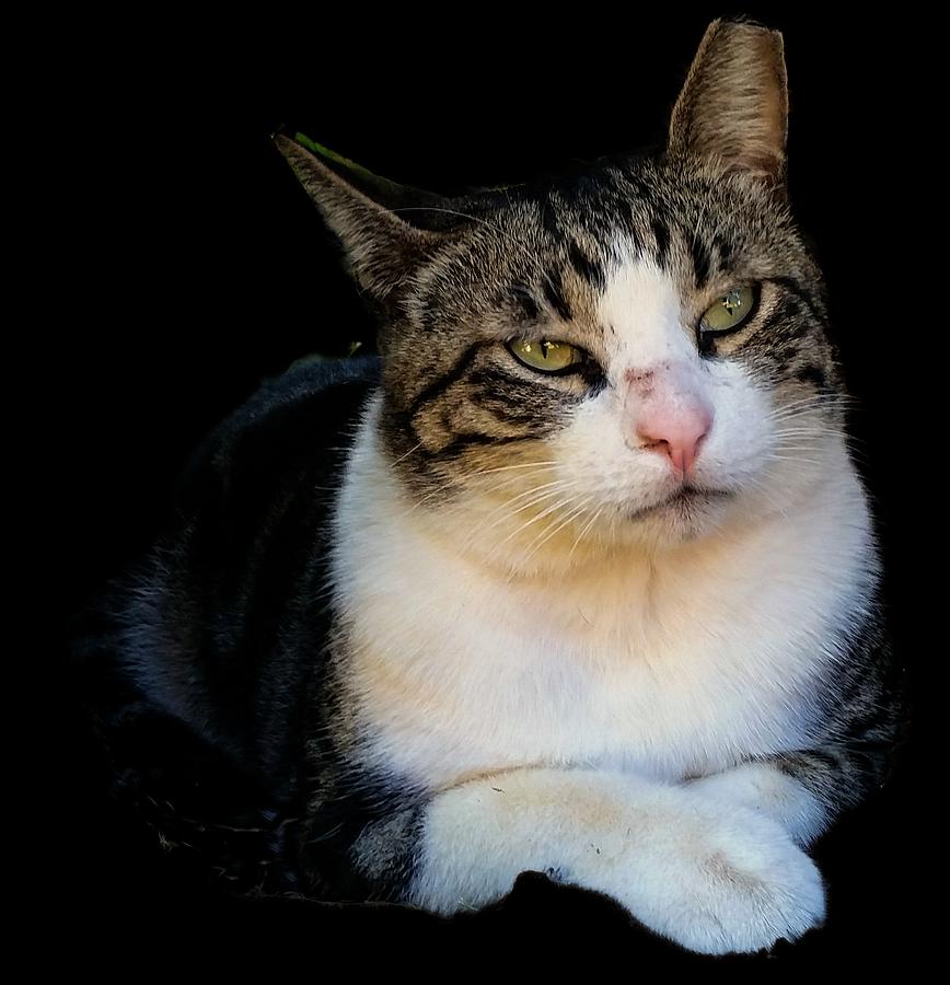 Tom Cat Photograph by Pamela Walton