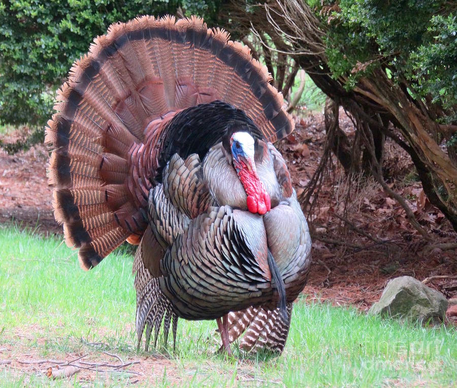 Tom the Turkey Photograph by Beth Myer Photography