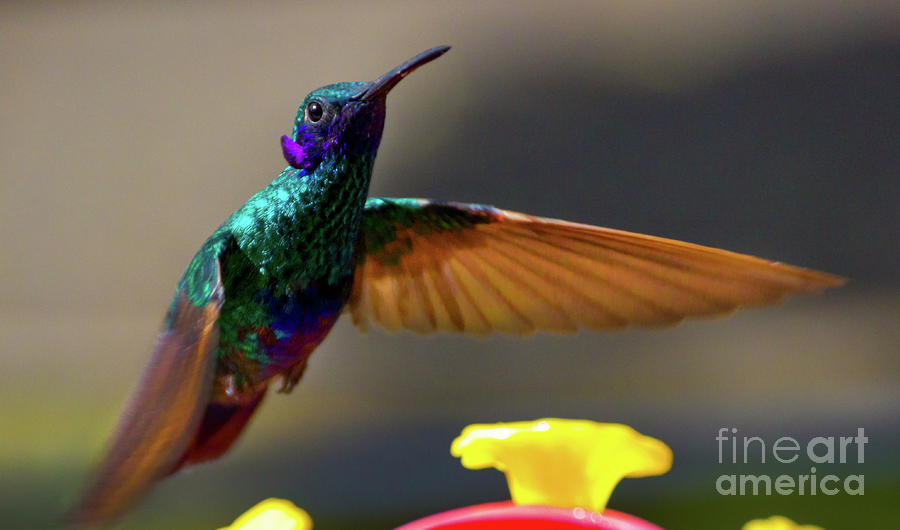 Tom Thumb Is A Sparkling Violetear Photograph by Al Bourassa