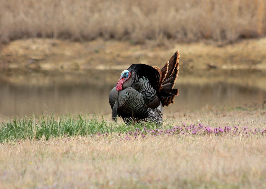 Tom Turkey at Pond Photograph by Sheila Brown