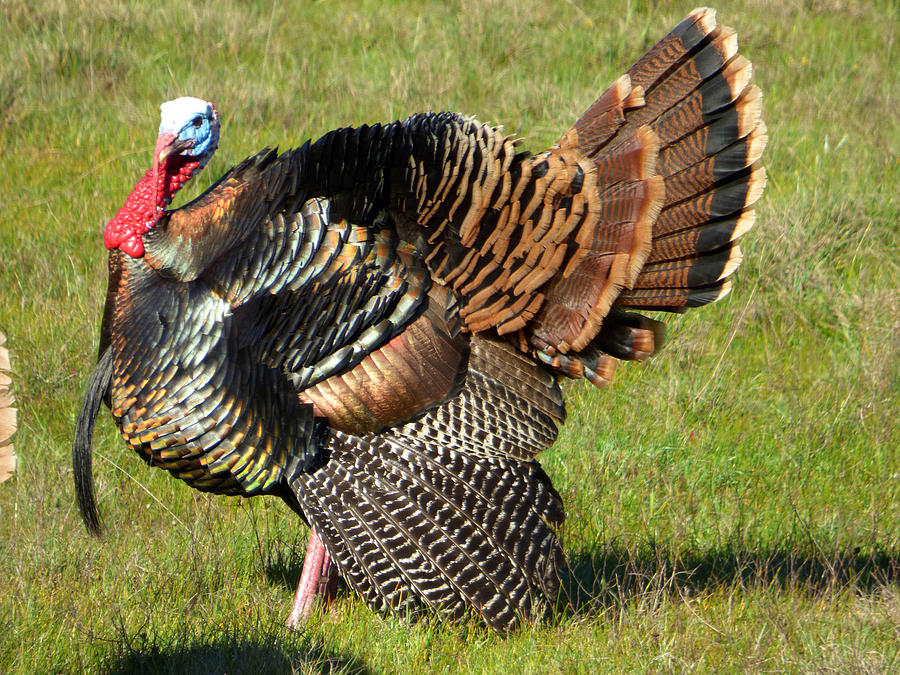 Tom Turkey in full feathered regalia Photograph by Andrea Freeman - Pixels