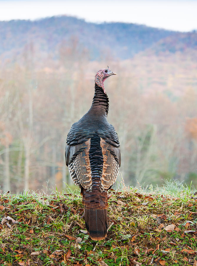 Tom Turkey Photograph by Joye Ardyn Durham