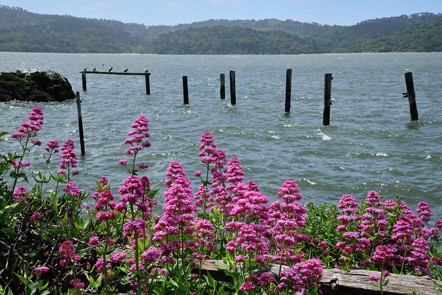 Tomales Bay Wildflowers  Photograph by Kathy Yates