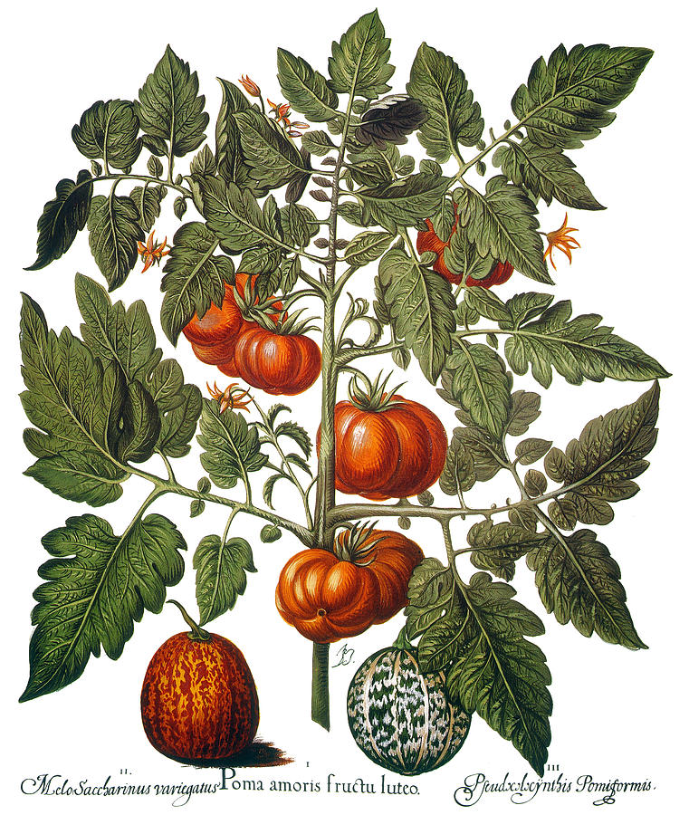 Tomato & Watermelon 1613 Photograph by Granger