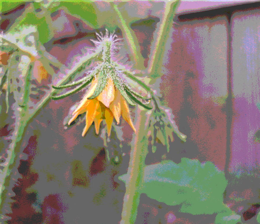Tomato Blossom Photograph by Padre Art