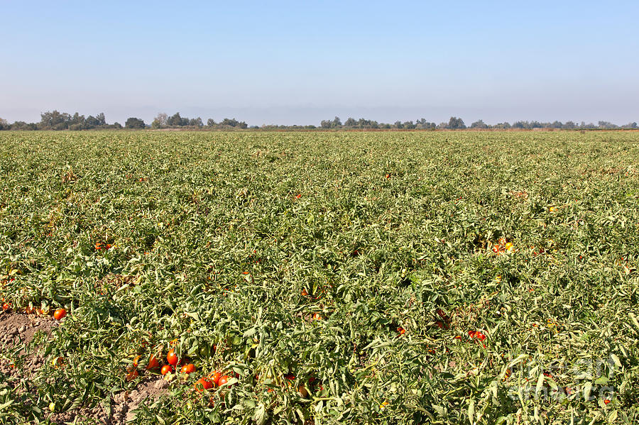 Tomato Field, California Photograph by Inga Spence