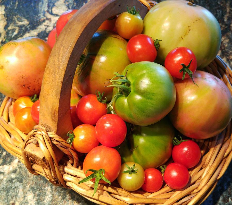 Tomato Harvest Photograph by Becky Kurth