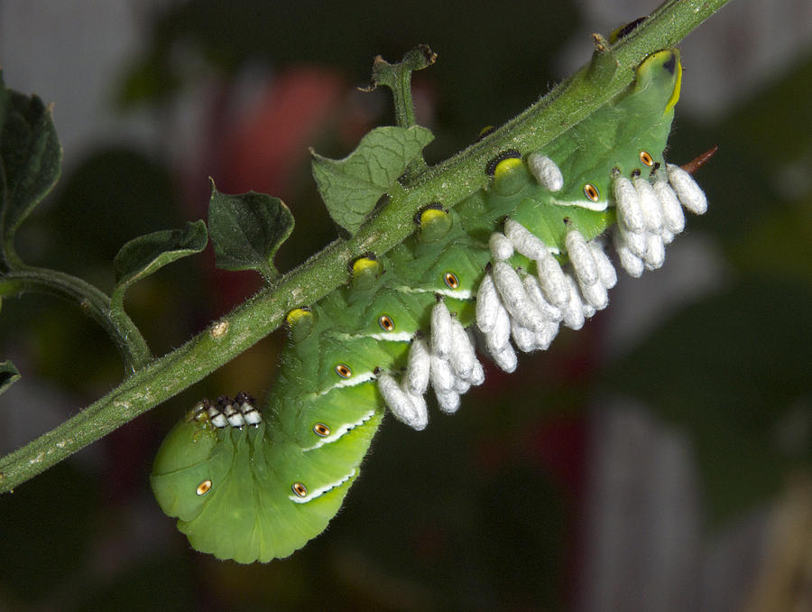 Tomato Horn Worm with Wasp Larva Photograph by Michael Peychich