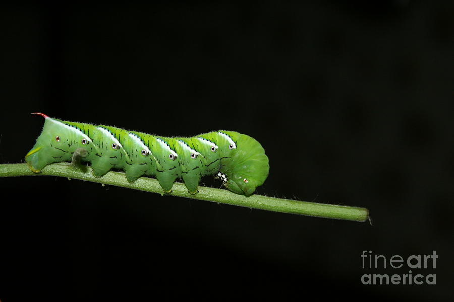 Tomato Hornworm Photograph by John Dwiggins - Fine Art America