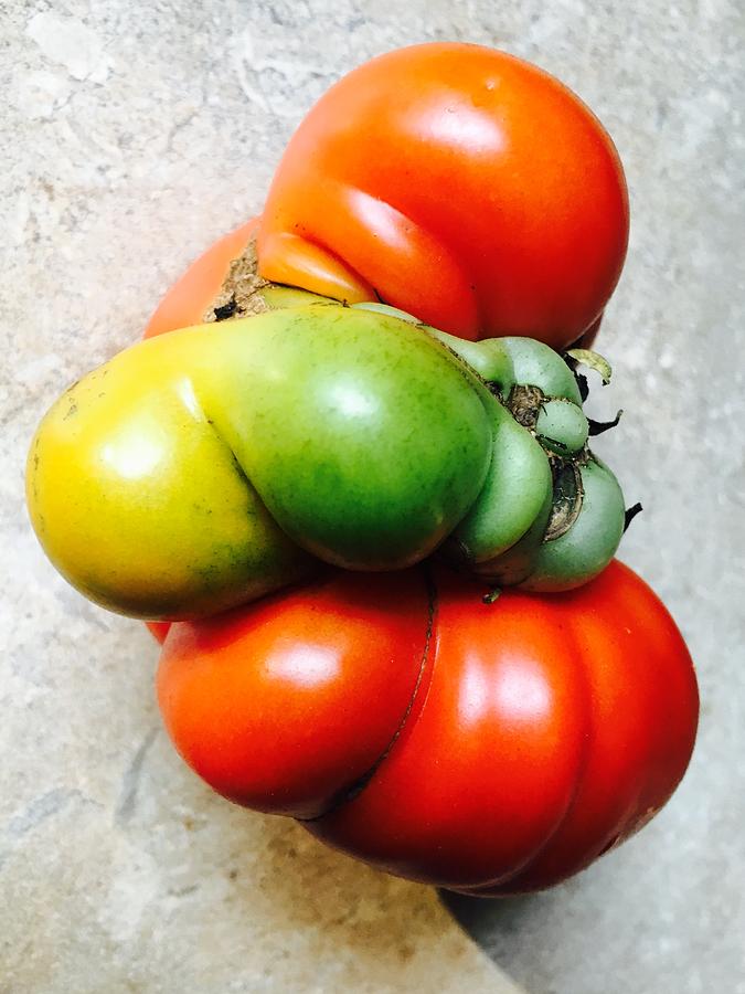 Tomato Mutation Photograph by Douglas Fromm