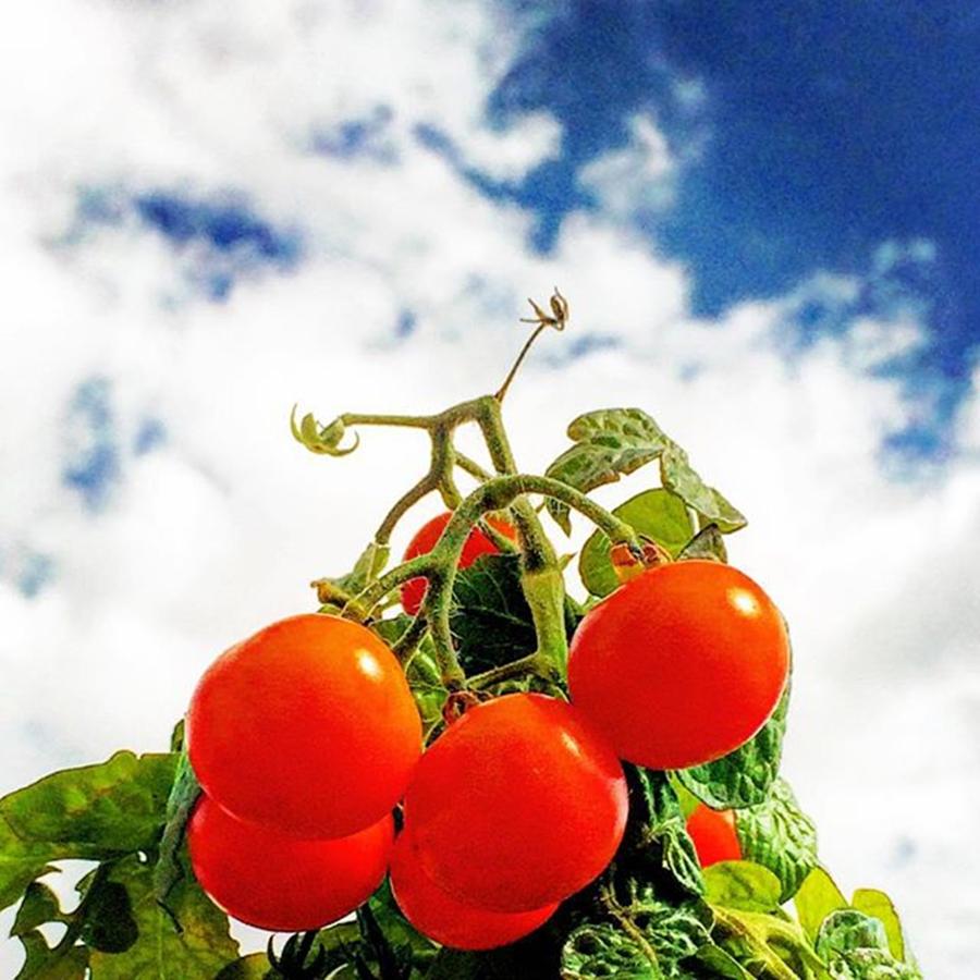 Tomato Photograph - Small Tomatoes by Flavien Gillet