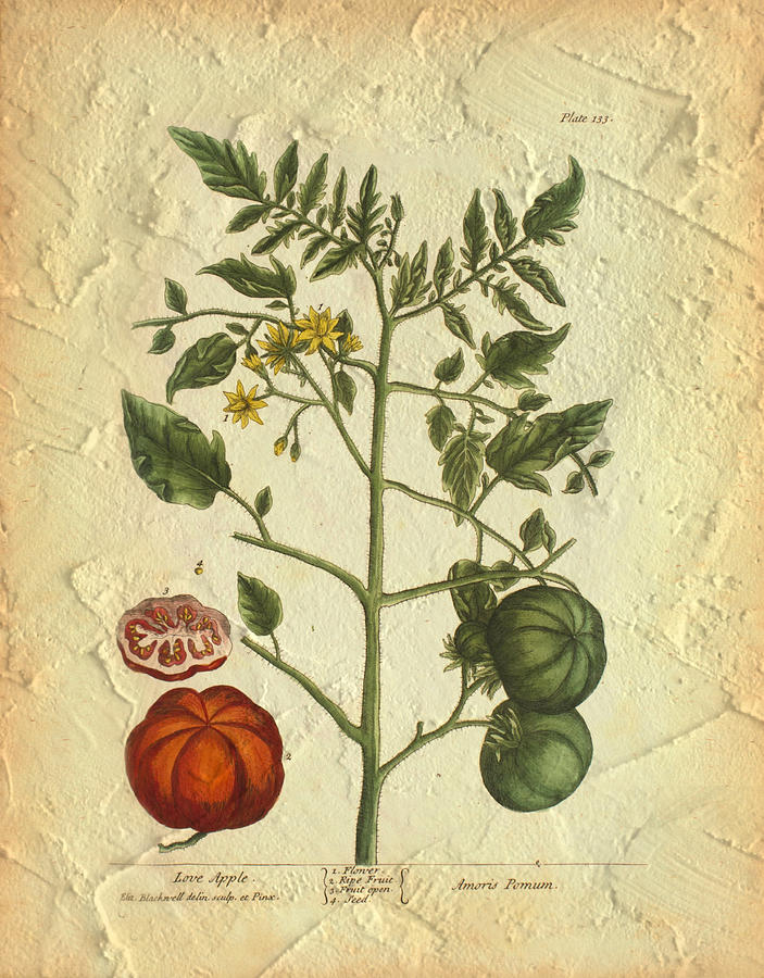 Tomato Plant Vintage Botanical Photograph by Karla Beatty