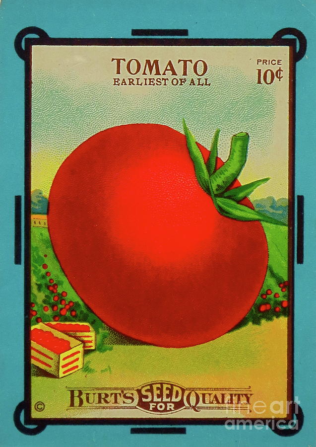 Tomato Seed Package Photograph by Robert Birkenes