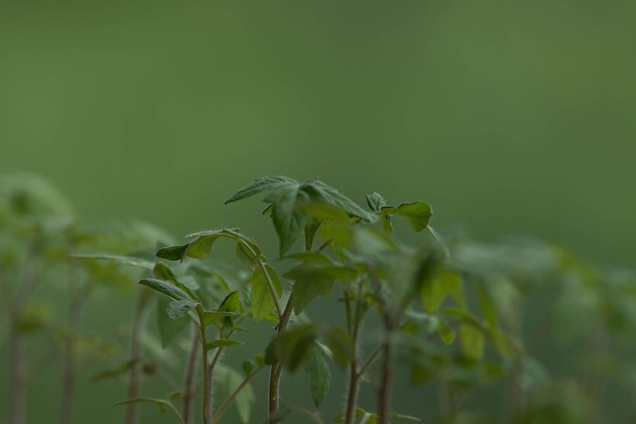 Agriculture Photograph - Tomato seedlings in the morning by Adrian Bud Agriculture Photograph - Tomato seedlings in the morning by Adrian Bud