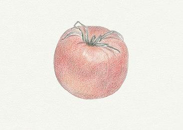 Tomato Drawing by Tara Poole